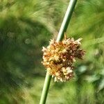 Juncus conglomeratus Žiedas