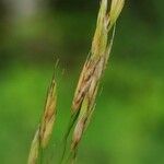 Festuca heterophylla Flower