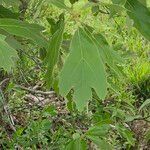 Quercus falcata Leaf