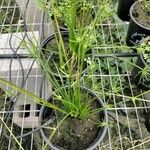 Cyperus haspan Blatt