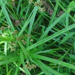 Scirpus atrovirens Fula