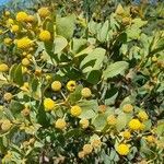 Acacia cultriformis 果実