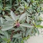 Myoporum laetum 葉