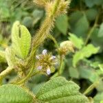 Calopogonium mucunoides Levél