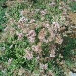 Eupatorium cannabinum Λουλούδι