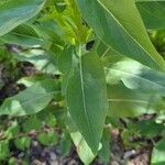 Solidago speciosa Blatt