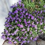 Aubrieta deltoidea 整株植物