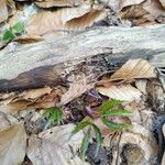 Cardamine glanduligera Fuelha