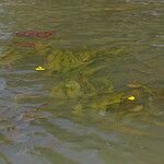 Ottelia ulvifolia عادت