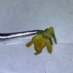 Crotalaria goreensis Blomst