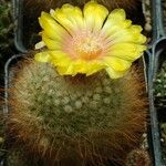 Parodia microsperma Flor