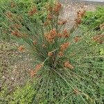 Juncus acutus Leaf