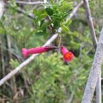 Campsidium valdivianum Flor
