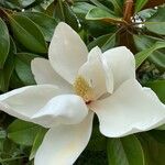 Magnolia virginiana Blomst