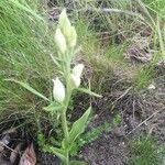 Cephalanthera damasonium 花
