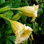 Solandra maxima Flower