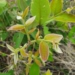 Combretum molle Leaf