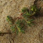 Euphorbia polygonifolia Hábito