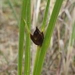 Schoenoplectus pungens Feuille