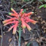 Aloe amudatensis Blomst