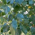 Populus deltoides Blad