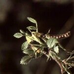 Ononis ornithopodioides Fruit