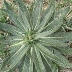 Echium asperrimum Leaf