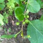 Celastrus orbiculatus Fruit