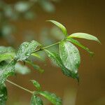 Cornus glabrata Hábito