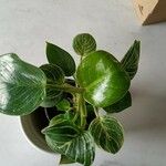 Peperomia maculosa Blad