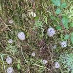 Trifolium angustifoliumFlower