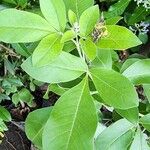 Vitex trifolia Blatt