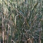 Typha angustifolia عادت داشتن