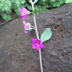 Talinum portulacifolium Blüte