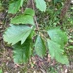 Karpatiosorbus remensis Blatt