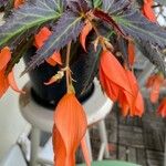 Begonia boliviensis 花