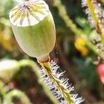 Papaver setiferum Плод