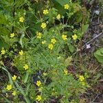 Potentilla intermedia Облик