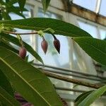 Elaeocarpus grandiflorus Gyümölcs