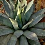 Agave flexispina