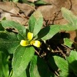 Synedrella nodiflora Blomma