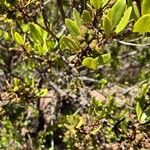 Myrica faya Fruit