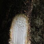 Milicia excelsa Bark