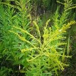 Solidago canadensisফুল