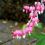 Lamprocapnos spectabilis عادت داشتن