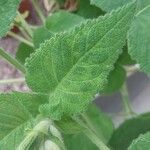 Salvia dorisiana Leaf