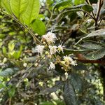 Guioa villosa ফুল