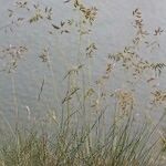 Festuca pallens Hábito