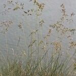 Festuca pallens Habitus