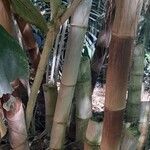 Dendrocalamus asper പുറംതൊലി